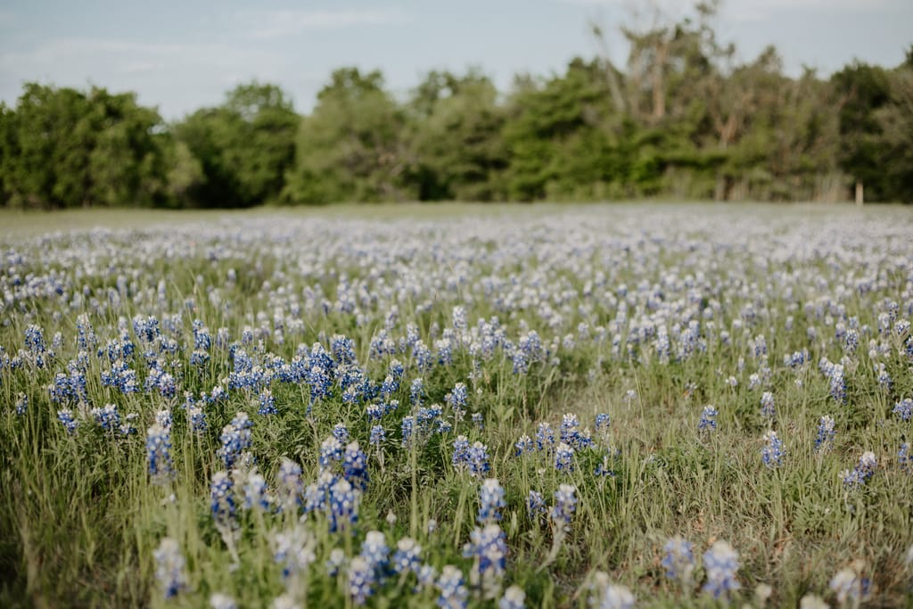 Open grazing land with scattered trees under a broad Texas sky.
