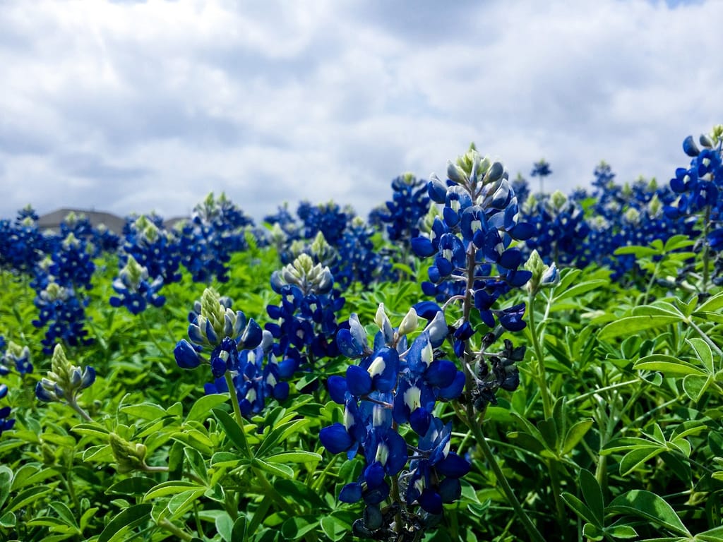 Texas bluebonnets flowering along a roadside in the Hill Country in spring.
