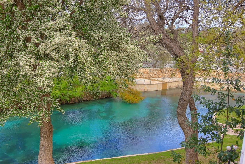 Clear blue-green water running over a low concrete weir on the Comal, blossoming trees overhanging the bank